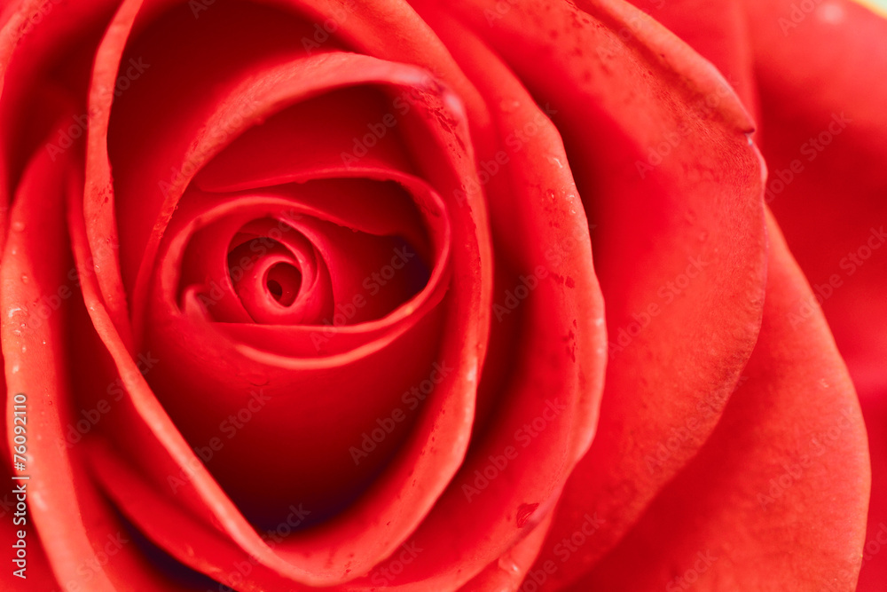 Beautiful red rose closeup Beautiful red rose closeup