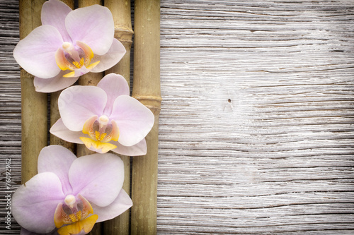 Fototapeta Naklejka Na Ścianę i Meble -  Orchid.