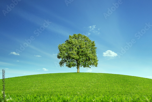 Lonely tree at the empty meadow