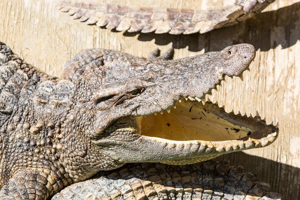 Naklejka premium Dangerous crocodile open mouth in farm in Phuket, Thailand