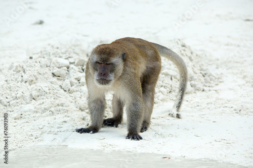 Aggressive Monkey beach. Crab-eating macaque  Thailand