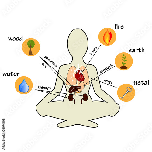 Five elements and human organs