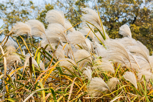 White reed flowers in autumn