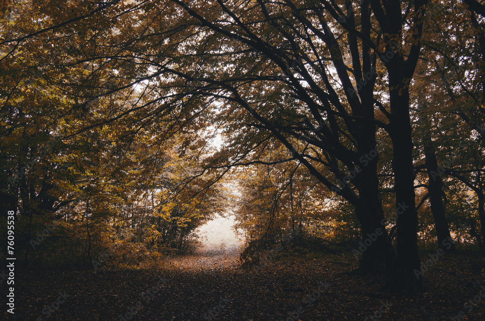 Naklejka premium road through autumn forest