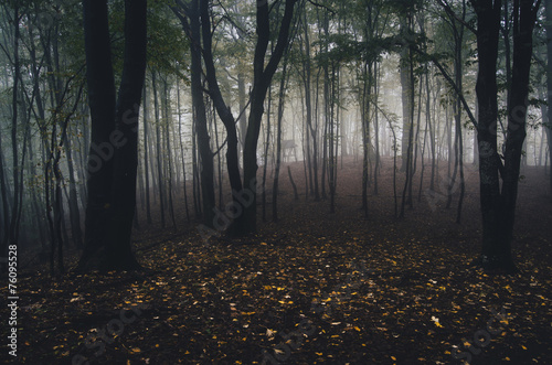 forest with yellow leaves o...