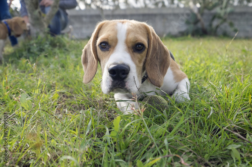 Beagle © andrearollophoto