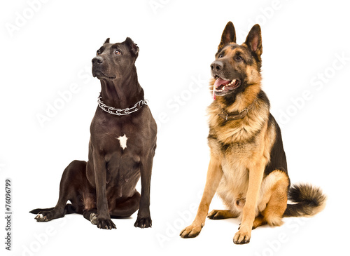 Staffordshire Terrier and German Shepherd