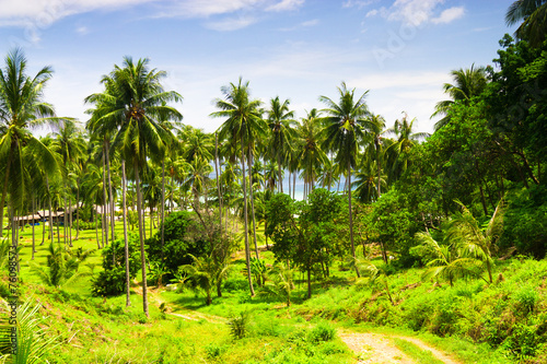 Wallpaper Mural Under Palms Green View Torontodigital.ca
