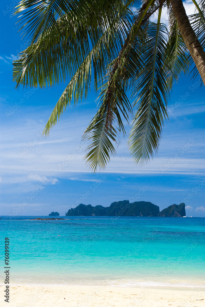 Coconut Getaway Jungle and Sea