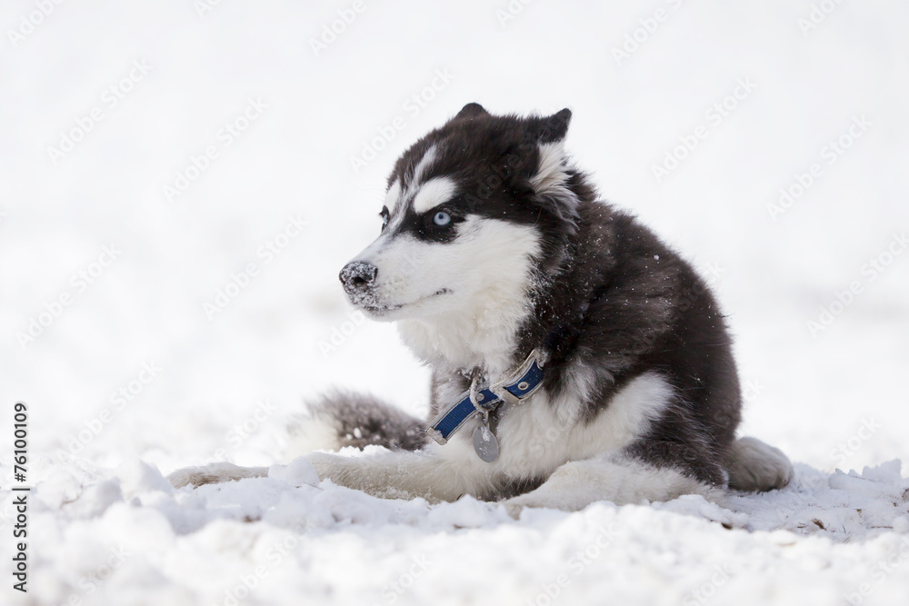 Portrait of puppy husky