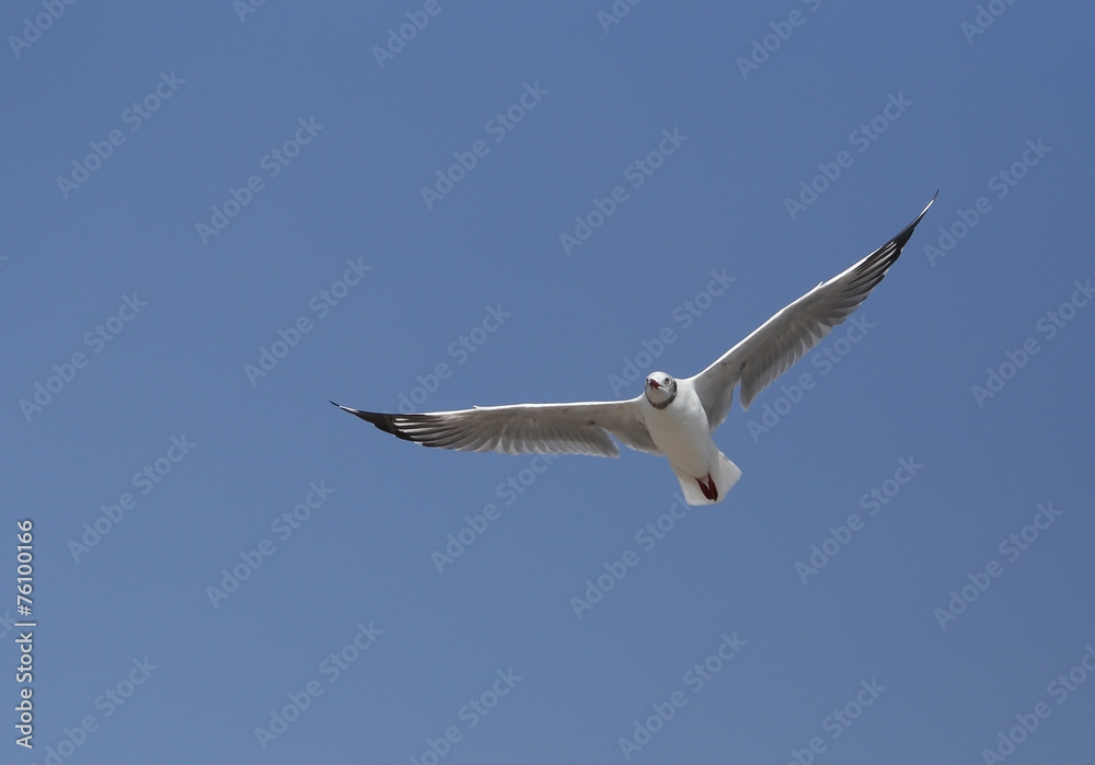 Seagull flying under the sky