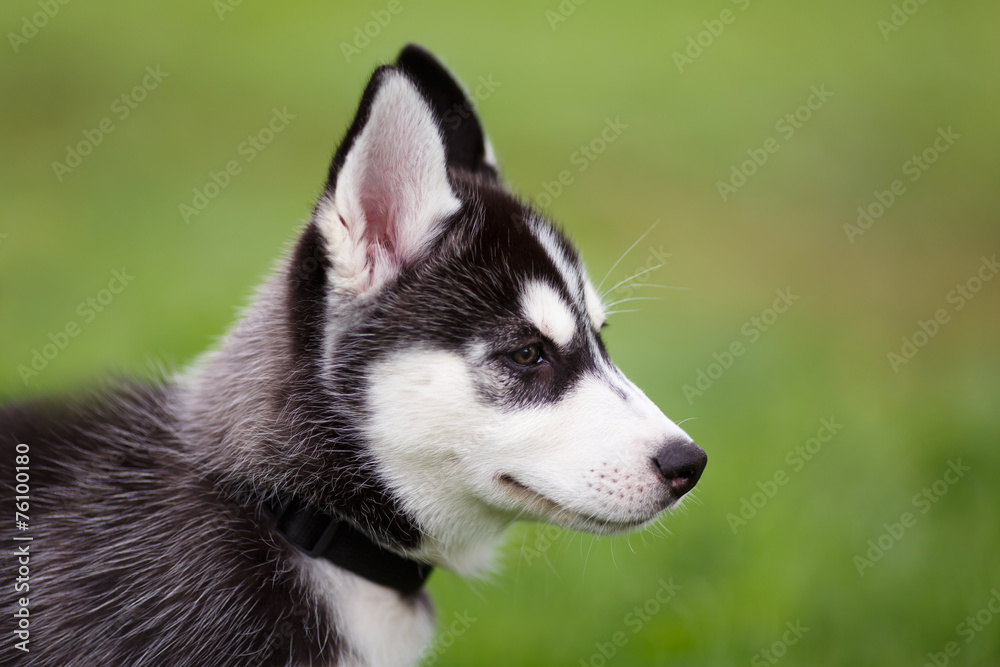 Portrait of husky