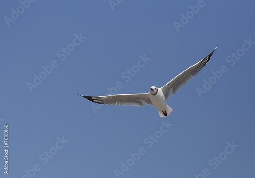 Seagull flying under the sky