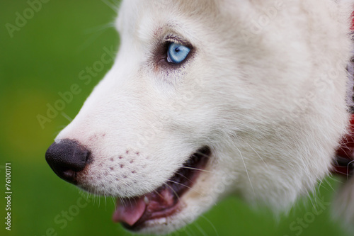 Portrait of husky