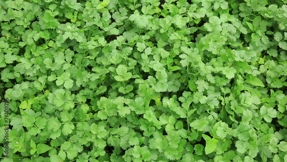 Green corriander in growth at vegetable garden Green corriander in growth at vegetable garden