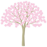 桜　桜の木　花