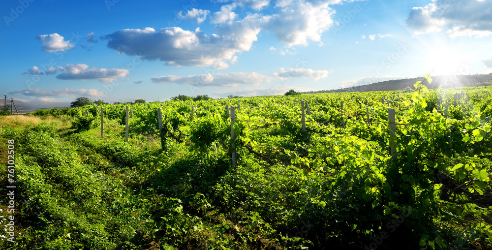 Green vineyard