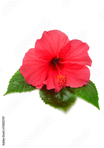 Pink hibiscus with leaves