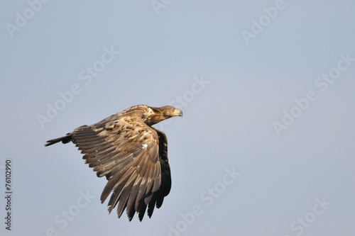 Seeadler