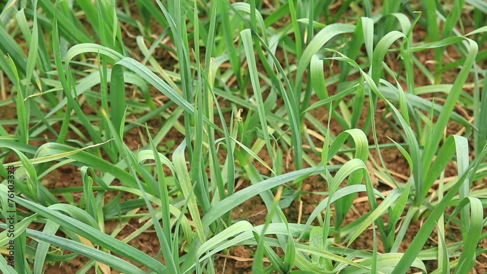 garlic sprout grow in vegetable garden garlic sprout grow in vegetable garden