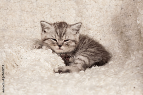 Fototapeta Naklejka Na Ścianę i Meble -  nice sleeping kitten
