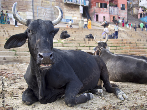 Bulls Sitting on the Ghats By the Ganges in Varanasi, India