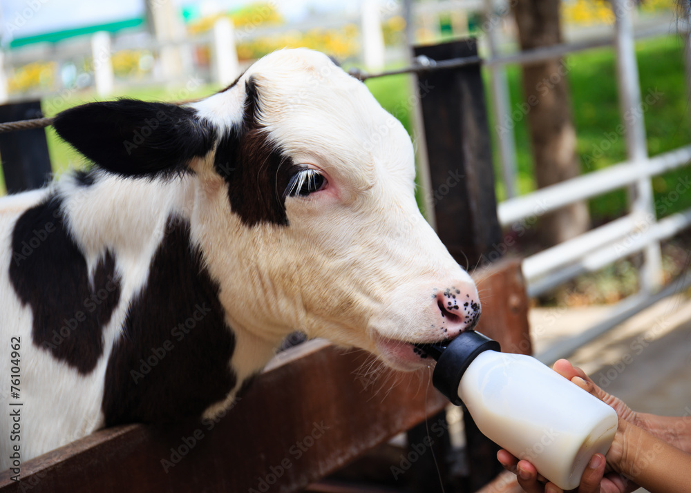 Baby cow hot sale bottle