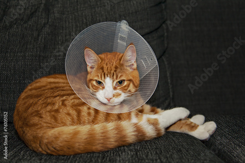 Cat resting after surgery with veterinairy cone