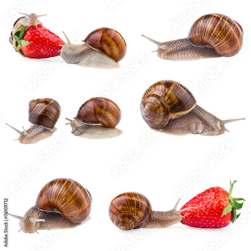 garden snail collection