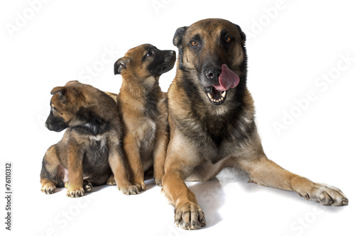 family malinois