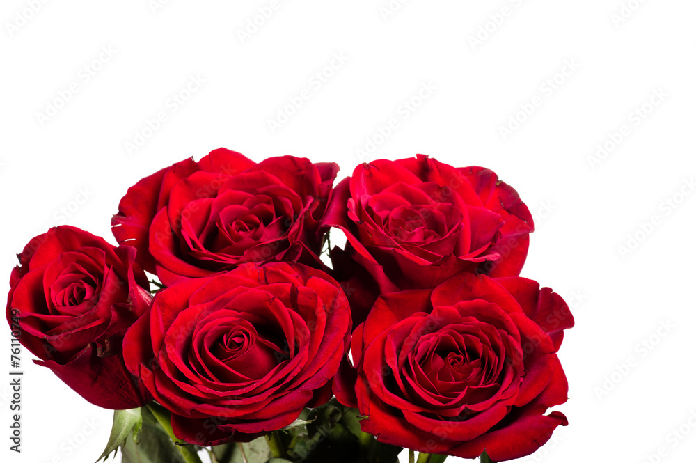 Obraz premium Bright red roses isolated on white
