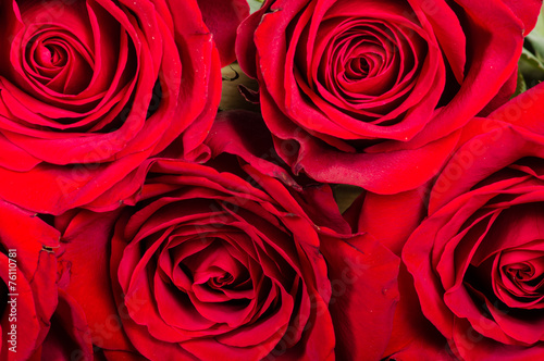 Red rose close up showing petals