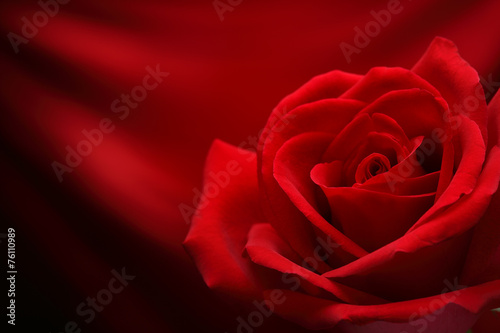 Valentine Red Rose