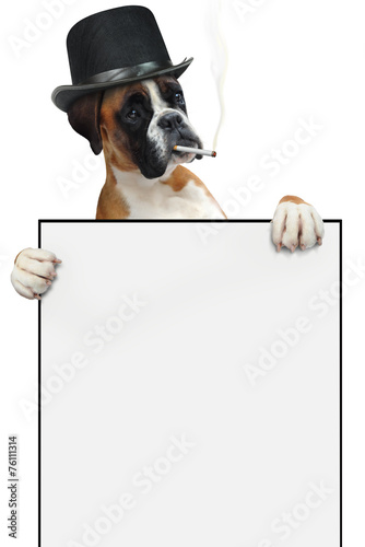 Fototapeta Naklejka Na Ścianę i Meble -  Boxer 334