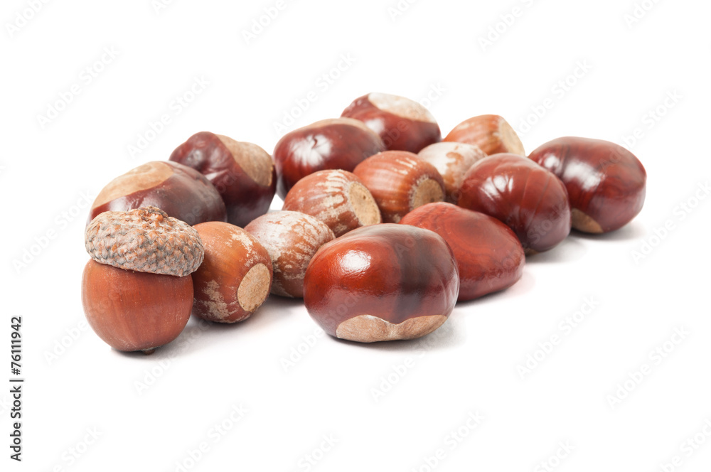 Obraz premium Acorns and chestnuts