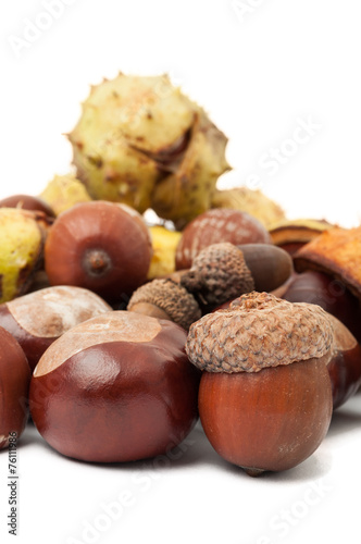 Horse chestnuts and acorns