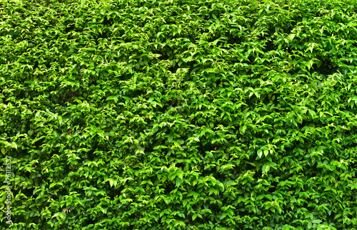 wall green leaf