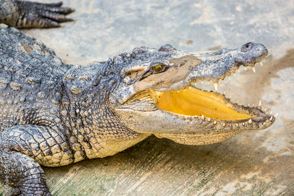 Obraz premium Dangerous crocodile open mouth in farm in Phuket, Thailand
