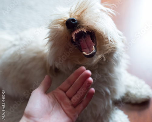 Chien aggressif photo