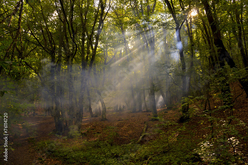 The sun's rays in the dense forest