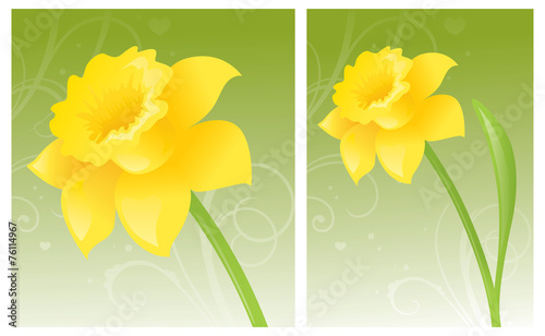 Golden Daffodil