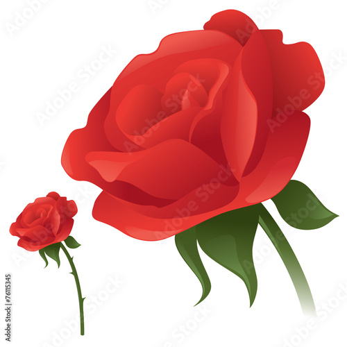 Classic Rose
