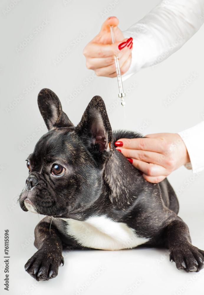 Vet to vaccinate young dog Bulldog