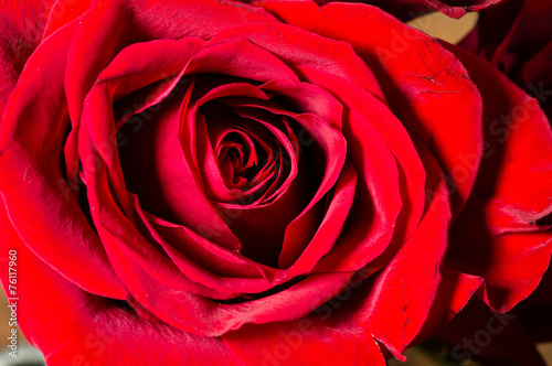 Single red rose showing petals