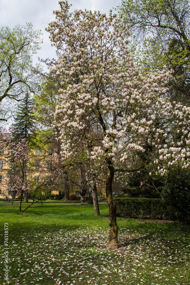 Obraz premium Tulip tree in a park