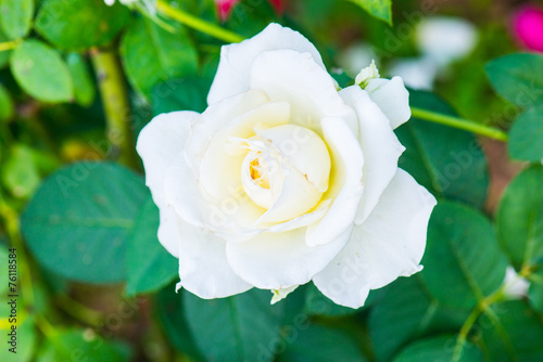 Tableau sur toile White rose in the garden