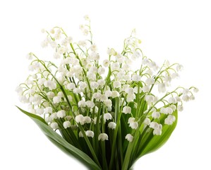 Acrylglasbilder Maiglöckchen Maiglöckchen Blüten im sanften Licht  © Profotokris