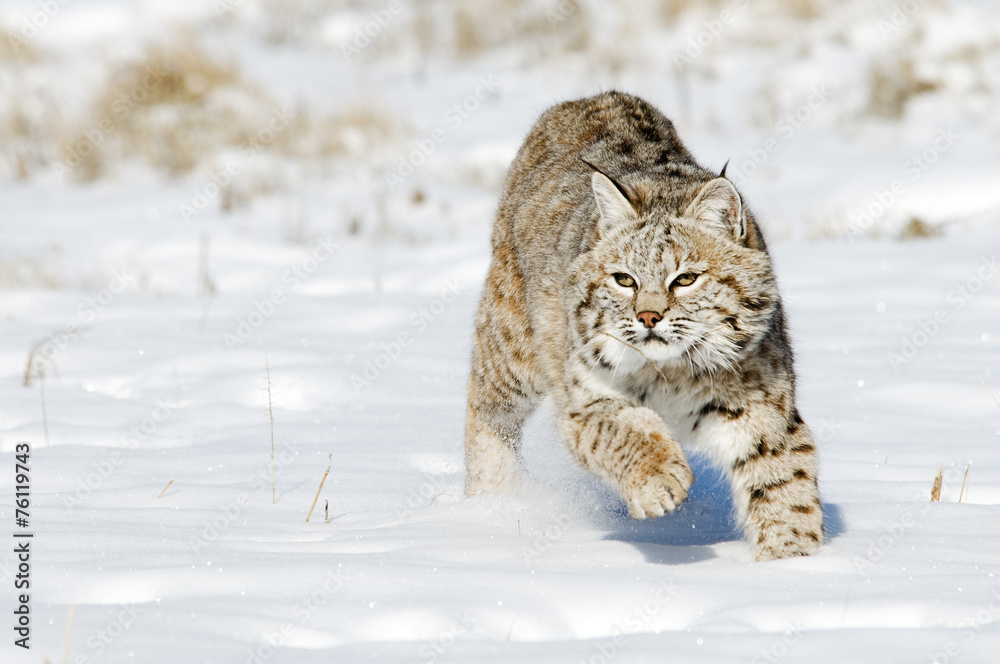 Fototapeta premium Bobcat in Winter