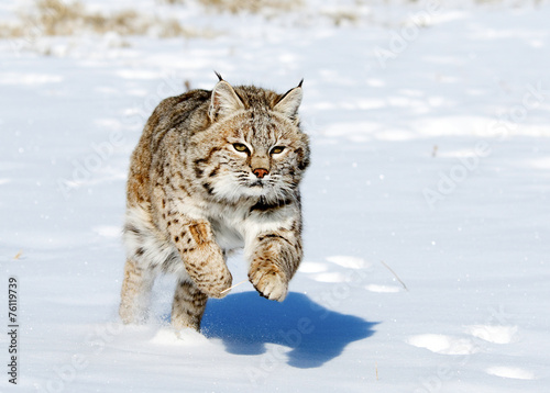 Bobcat in winter © seread