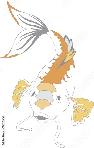 Carp swiming